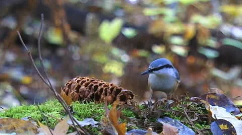 Little bird eats nuts in the forest slowly Stock Footage 9555046