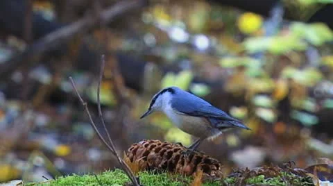 Little bird eats nuts in the forest slowly Stock Footage 9589762