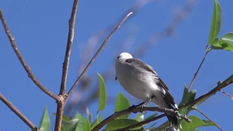 Little bird on the edge of the dam Stock Footage 160301970