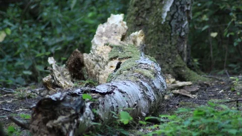 Little bird on a  fallen tree in forest Stock Footage 92690568