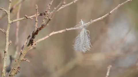 Little bird feather is blowing in the wind. Stock Footage 299863545
