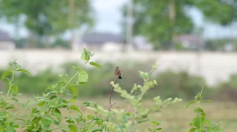 Little bird in the field Video stock 52920343