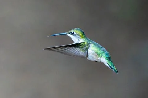 Little Bird in Flight 库存照片
