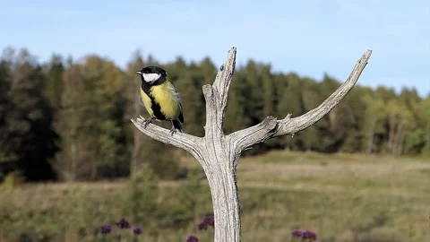 A little bird flutters down from its perch. Stock-Footage 256150634