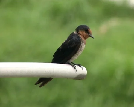 Little Bird Stock Footage 118437