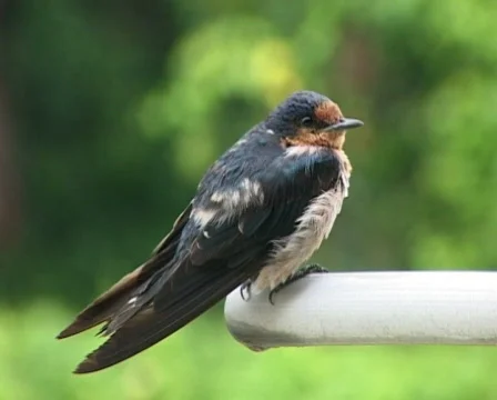 Little Bird Stock Footage 118449