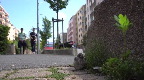 Little bird Stock Footage 64127094