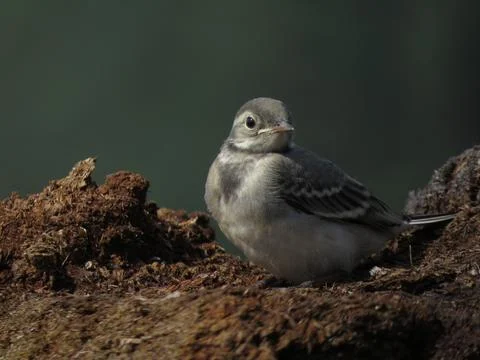 Little bird in the forest Stock Photos