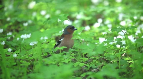 Little bird in the grass Vidéo 50325384