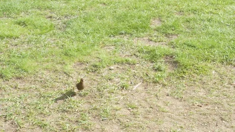 Little bird on grass Stock Footage 110628630