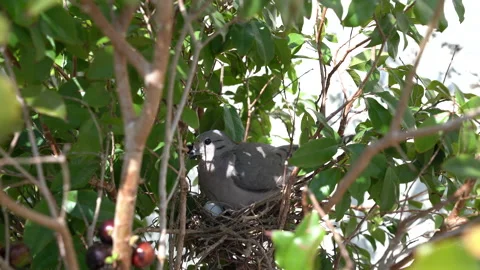Little bird hatching its eggs Stock Footage 160623687