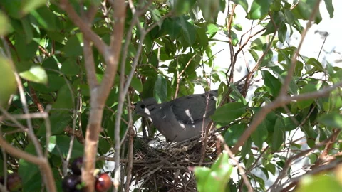 Little bird hatching its eggs Stock Footage 160623697
