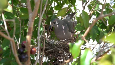 Little bird hatching its eggs Stock Footage 160623735