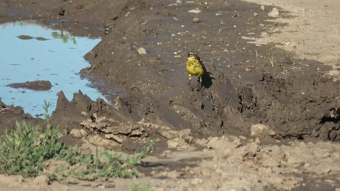 Little Bird Having a Good Time Stock Footage 136508791