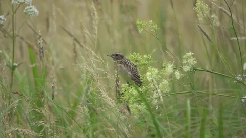 A little bird hidden in the grass, 4K Stock Footage 221239591