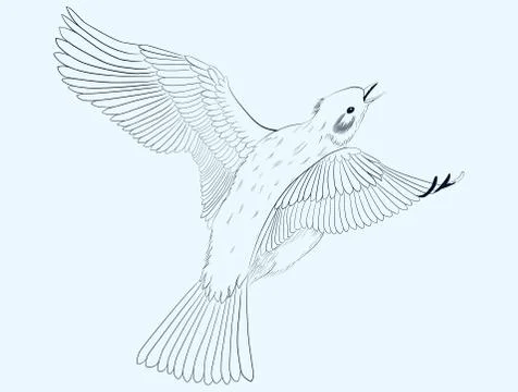 Little bird Stock Illustration