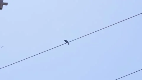 A little bird jumping from a light wire Stock Footage 149894091