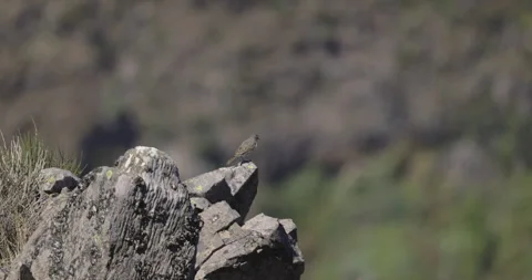A little bird jumps down from a rock, 4K slomo Stock Footage 246358935