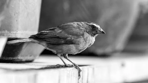 Little bird on a ledge 스톡 사진