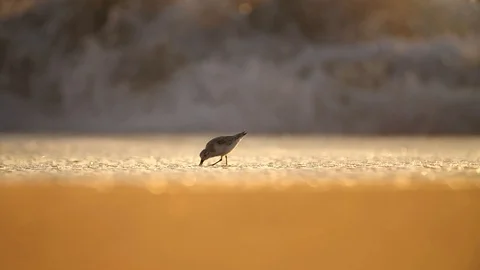 Little bird makes steps on the beach at the ocean, California, USA Stock Footage 117313866