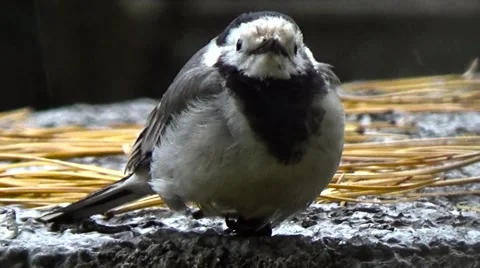 Little bird in the park. Stock Footage 54539351