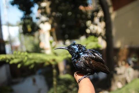 A little bird Stock Photos