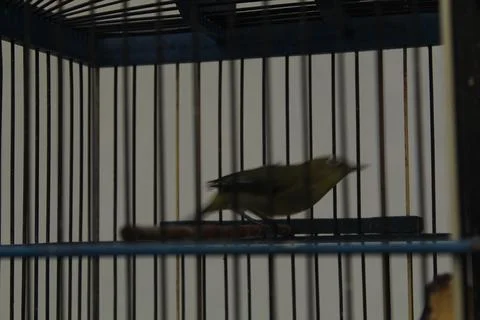 Little bird Foto stock