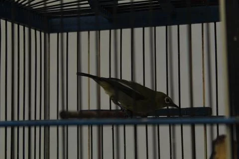 Little bird Foto stock