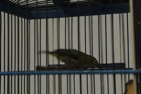 Little bird Foto stock
