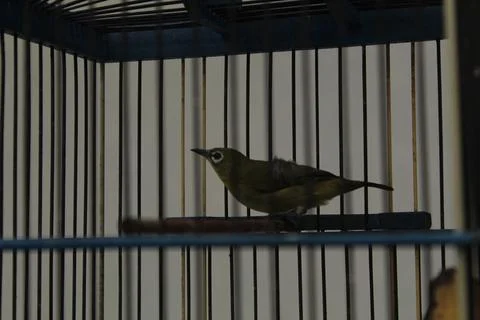 Little bird Foto stock