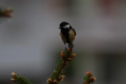 Little bird Stock Photos
