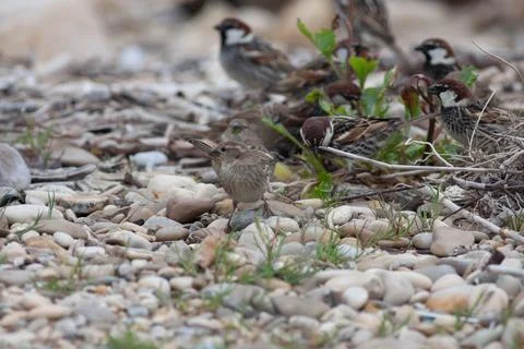 Little bird Stock Photos