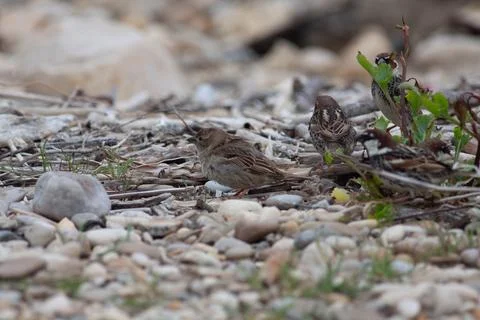 Little bird Stock Photos