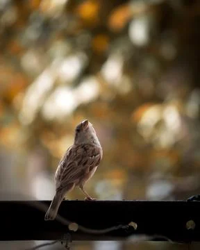 Little bird Stock Photos
