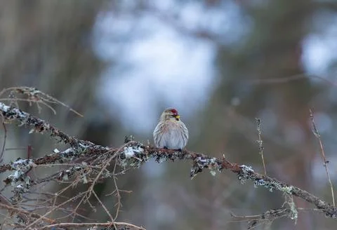 Little bird Photos