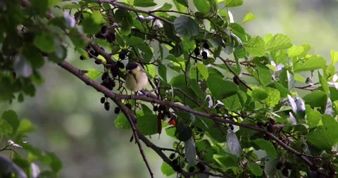 Little Bird Resting on a Tree Branch Amidst Green Foliage Stock Footage 305702247