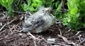 Little bird sits in the bushes and looks around HD Footage