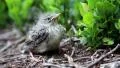 Little bird sits in the bushes and looks around HD Footage