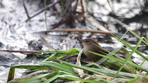 Little bird sits in the grass, winter, 4K slomo Stock Footage 169099770