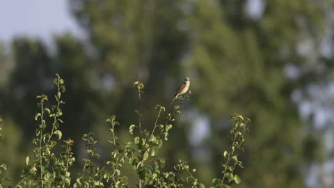 A little bird sits on a tree, 4K slomo Stock Footage 245075902
