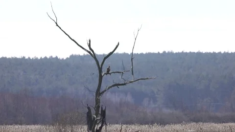 A little bird sits on a tree next to a white-tailed eagle, 4K slomo Stock Footage 172429534