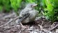Little bird sitting on ground among grass, looking around HD Footage