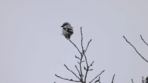 Little bird sitting on the top of the tree, 4K slomo Stock Footage 171324972