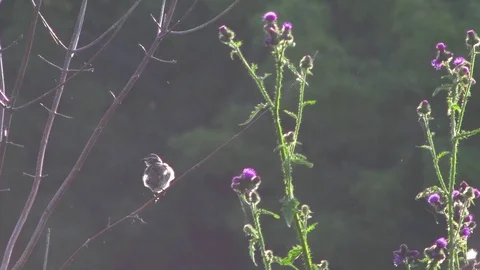 Little bird sitting on the tree.  Video stock 70547874
