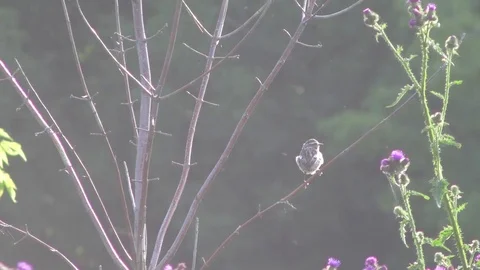 Little bird sitting on the tree.  Video stock 70560469