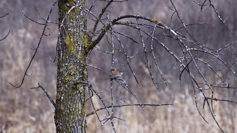 Little bird sitting in a tree Stock Footage 128149860