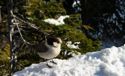 Little bird in the snow Stock Photos
