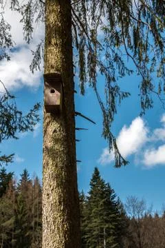Little bird table on an old mossy tree Stock Photos