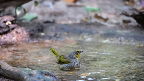 Little bird take a bath Vídeos de archivo 152677354