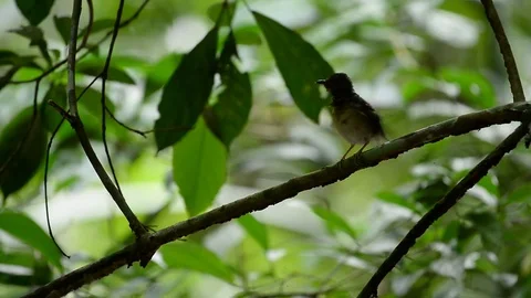 Little bird on tree branch Stock Footage 78913728